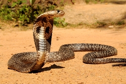 Cobra Snake Photo