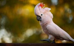 Cockatoo Parrot Bird Photo