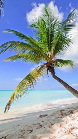 Coconut Tree at Beach Mobile Pic