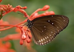 Coffee Color Butterfly on Flower Plant