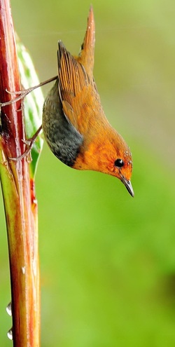 Collared Bush Robin HD Photo