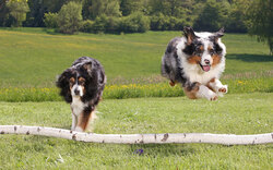 Collie Dog Plating in Garden