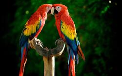 Colorful 2 Macaw Wallpaper