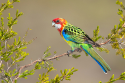 Colorful And Beautiful Parrot on Branches