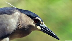 Colorful Bird Close Up 4K Pic