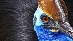 Colorful Bird Eye Closeup HD Image
