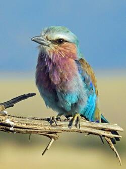 Colorful Birds on Tree Branch Mobile Photo