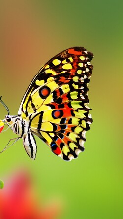 Colorful Butterfly Mobile Image