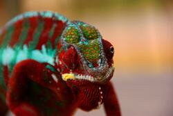 Colorful Chameleon Animal Photo