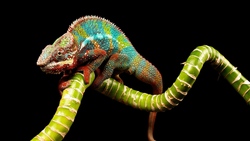 Colorful Chameleon Animal