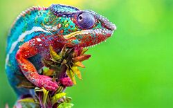 Colorful Chameleon