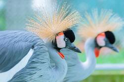 Colorful Crowned Crane Bird