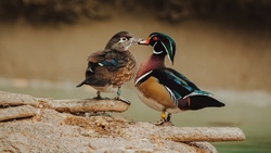 Colorful Duck 4K Wallpaper