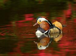 Colorful Duck in Water