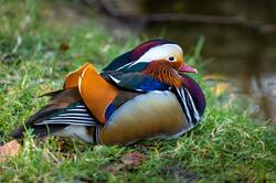 Colorful Duck on Green Grass During Daytime