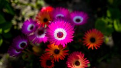 Colorful Flowers Bloom 5K