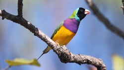 Colorful Gouldian Finch on Branch