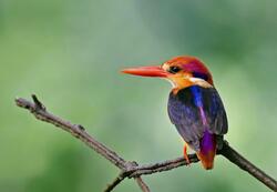Colorful Kingfisher Bird Wallpaper