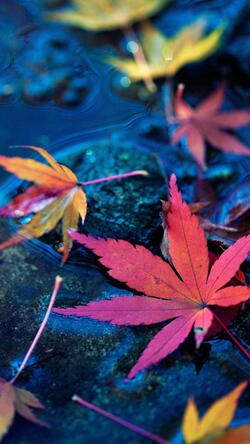 Colorful Leaves on the Floor Pic