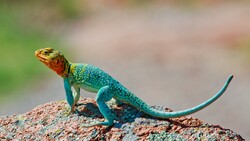 Colorful Lizard on Rock