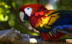 Colorful Macaw Bird on Tree