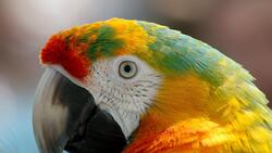Colorful Macaw Bird