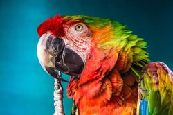 Colorful Macaw Close Look Pic