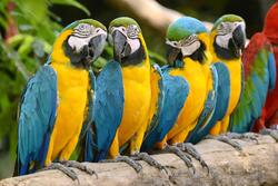 Colorful Macaw in Seating in Row