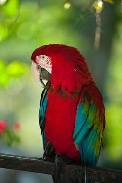 Colorful Macaw Parrot Bird