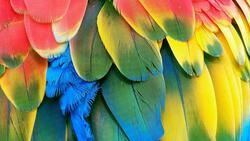Colorful Macaw Salon