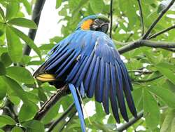 Colorful Macaw Sitting On Tree Branch