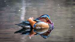 Colorful Ornamental Duck In Lake
