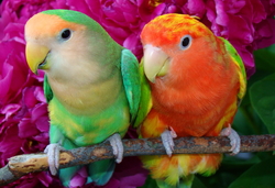 Colorful Parrot Birds