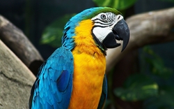 Colorful Parrot Closeup Look