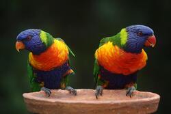 Colorful Parrot Couple After Fighting