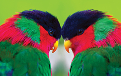 Colorful Parrot Love Image
