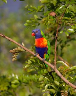 Colorful Parrot on Tree Branch