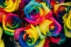 Colorful Rose Flower Background