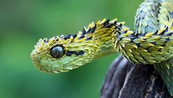 Colorful Snake HD Wallpaper