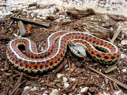 Colorful Snake Picture