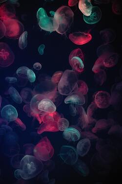 Colorfull Jellyfish