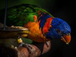 Colorfull Parrot at Night