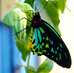 Colourful Butterfly Setting at Tree