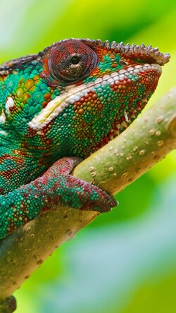 Colourful Chameleon