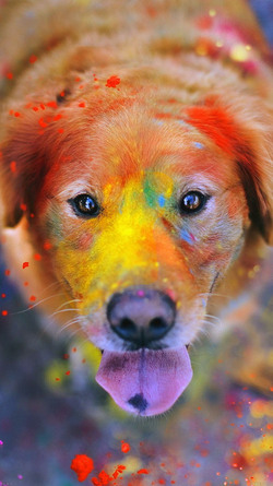 Colourful Dog