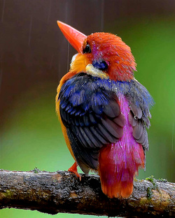 Colourful Kingfisher Baby Pic