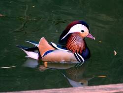 Colourful Mallard Duck Birds in Water