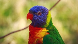 Colourful Parrot Bird