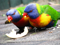 Colourful Parrot Eating an Apple