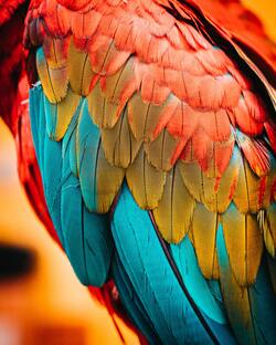 Colourful Parrot Feather